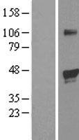 EGLN2 Human Over-expression Lysates NM_053046