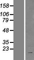 ILP2 (BIRC8) Human Over-expression Lysates NM_033341