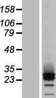 ls112609 mrap2 human over expression lysates nm 138409 wb testing 1