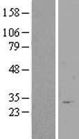 FAM71E1 Human Over-expression Lysates NM_138411