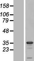 STX1B Human Over-expression Lysates NM_052874