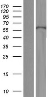 ls112802 krt71 human over expression lysates nm 033448 wb testing 1