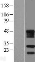 ls112812 fdx2 human over expression lysates nm 001031734 wb testing 1
