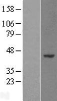 ls112840 wdr89 human over expression lysates nm 080666 wb testing 2