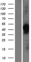ls112936 vps26b human over expression lysates nm 052875 wb testing 1