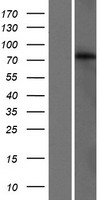 GLB1L3 Human Over-expression Lysates NM_001080407