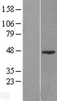 FAM54A (MTFR2) Human Over-expression Lysates NM_138419
