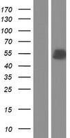 ls113201 golm2 human over expression lysates nm 138423 wb testing 1
