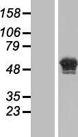 ls113201 golm2 human over expression lysates nm 177974 wb testing 2
