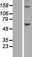 ls113220 kif12 human over expression lysates nm 138424 wb testing 1