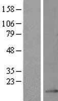 GRCC10 (C12orf57) Human Over-expression Lysates NM_138425