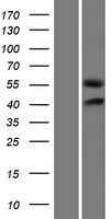 ls113263 glcci1 human over expression lysates nm 138426 wb testing 1
