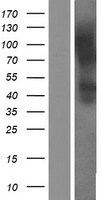 SLC52A3 Human Over-expression Lysates NM_033409