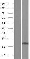 SFT2D1 Human Over-expression Lysates NM_145169