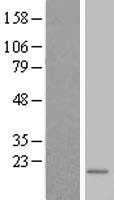 TEX261 Human Over-expression Lysates NM_144582