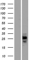 CMTM1 Human Over-expression Lysates NM_181268