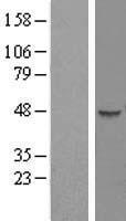 HENMT1 Human Over-expression Lysates NM_144584