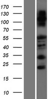 FAM83F Human Over-expression Lysates NM_138435