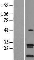 ls113829 slc35a4 human over expression lysates nm 080670 wb testing 1
