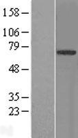 TRIM9 Human Over-expression Lysates NM_052978
