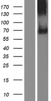 ls114132 siglec11 human over expression lysates nm 001135163 wb testing 3