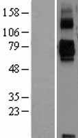 ls114132 siglec11 human over expression lysates nm 052884 wb testing 1