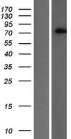 ls114134 slc2a13 human over expression lysates nm 052885 wb testing 2