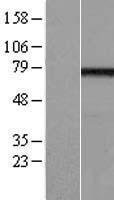 EFHC1 Human Over-expression Lysates NM_018100