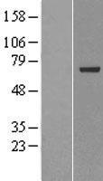 PGRPL (PGLYRP2) Human Over-expression Lysates NM_052890