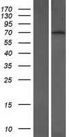 BTBD9 Human Over-expression Lysates NM_001099272