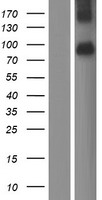 XKR4 Human Over-expression Lysates NM_052898