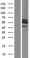 SLC25A25 Human Over-expression Lysates NM_001006641