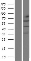 ls114792 klhl32 human over expression lysates nm 052904 wb testing 1