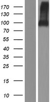ls114794 lrrc62 elfn2 human over expression lysates nm 052906 wb testing 1