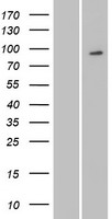 ls114803 mysm1 human over expression lysates nm 001085487 wb testing 1