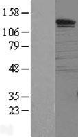 SORCS1 Human Over-expression Lysates NM_052918