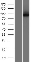 KLHL29 Human Over-expression Lysates NM_052920