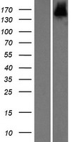 SCAND3 (ZBED9) Human Over-expression Lysates NM_052923