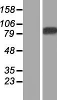 ls114823 leng8 human over expression lysates nm 052925 wb testing 1