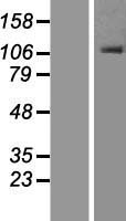 ls114876 orp1 osbpl1a human over expression lysates nm 080597 wb testing 1