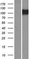 OSBPL5 Human Over-expression Lysates NM_001144063