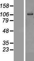 OSBPL6 Human Over-expression Lysates NM_032523