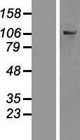 OSBPL6 Human Over-expression Lysates NM_145739