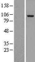 OSBPL7 Human Over-expression Lysates NM_145798