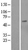 OSBPL9 Human Over-expression Lysates NM_148904