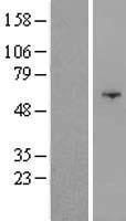 OSBPL9 Human Over-expression Lysates NM_148905