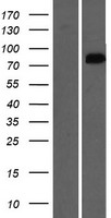 OSBPL9 Human Over-expression Lysates NM_148906