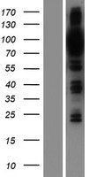 ls114883 osbpl9 human over expression lysates nm 148907 wb testing 4