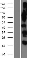 ls114883 osbpl9 human over expression lysates nm 148908 wb testing 5