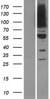 ls114883 osbpl9 human over expression lysates nm 148909 wb testing 6